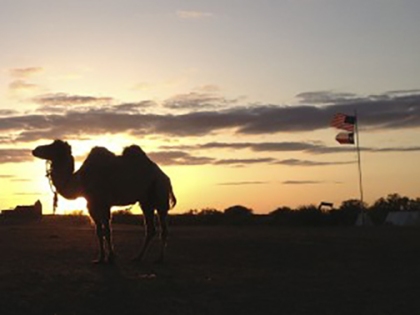 Camel-sunset-flags-300x225