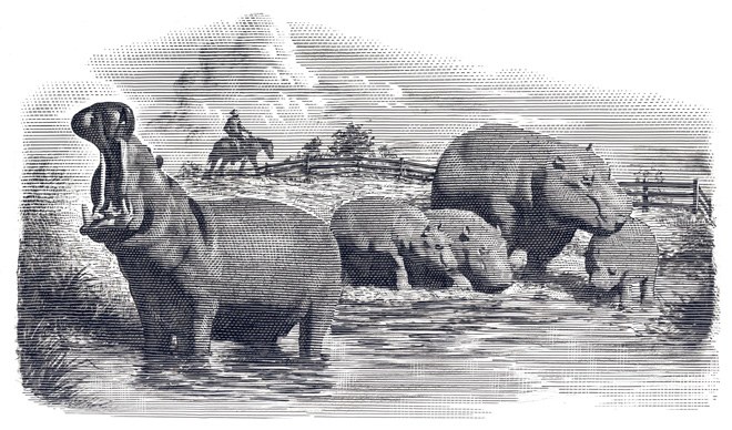 hippo-ranch