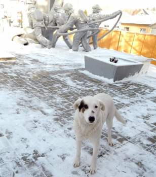 The dogs of Chernobyl have no shelter, in the harsh Ukrainian winter