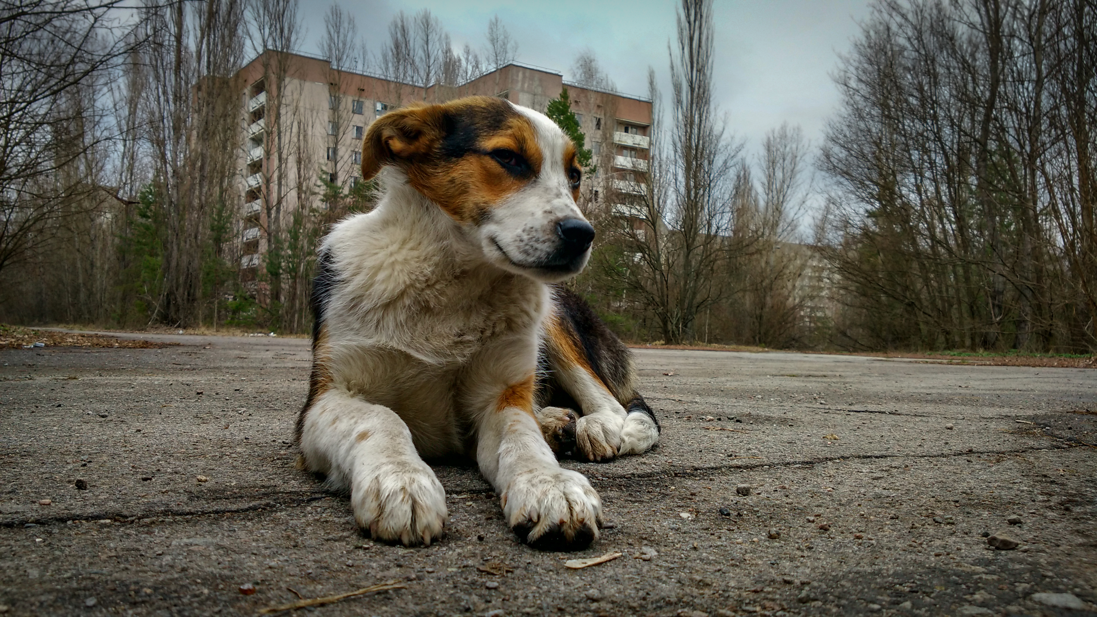 homeless wild dog in Pripyat