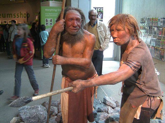 800px-neandertala_homo__modelo_en_neand-muzeo
