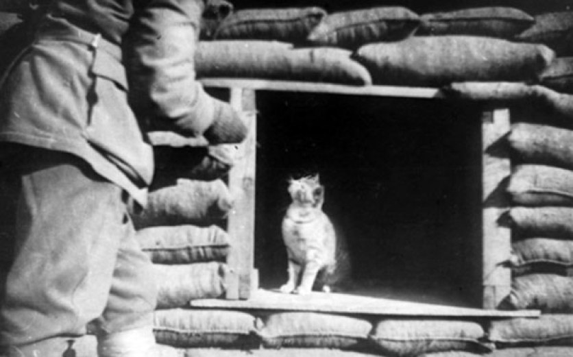 Trench cat, Gallipoli Peninsula, 1915
