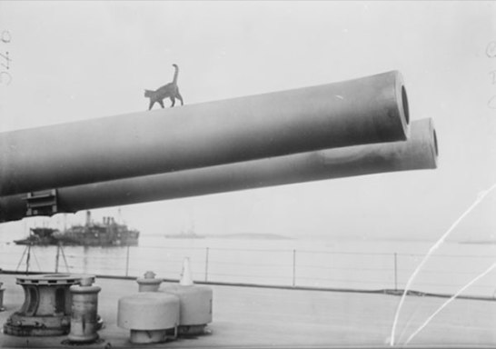 Ship's cat, HMS Queen Elizabeth, Gallipoli Peninsula, 1915